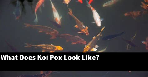 What Does Koi Pox Look Like 2022 Guide Gold Koi Fish