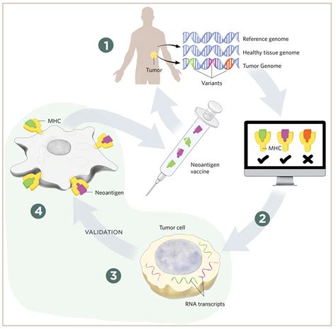 Personalized Cancer Vaccines In Clinical Trials The Scientist Magazine