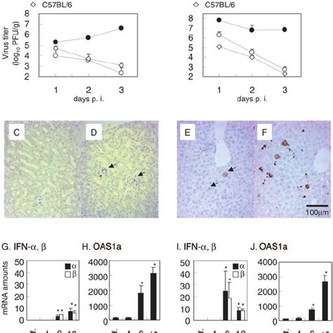 Pv Replication And Ifn Response In Cultured Cells A Time Course Of