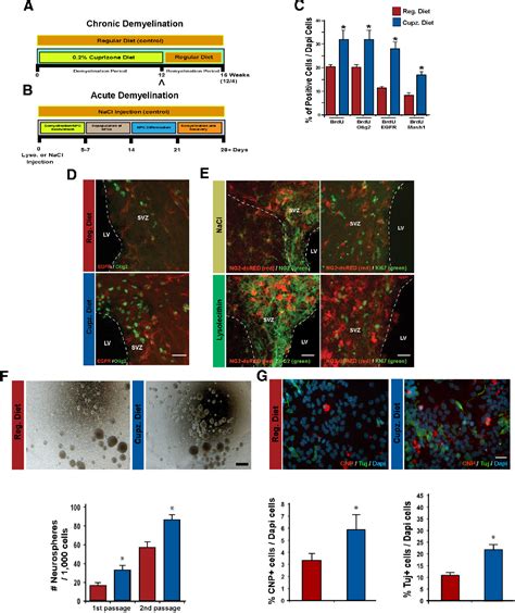 Figure From N Cadherin Promotes Recruitment And Migration Of Neural