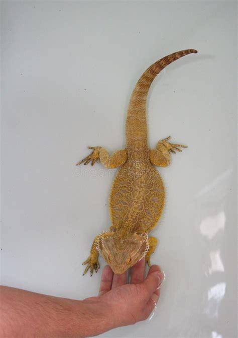 Hands Of Person Bathing A Bearded Dragon At Home Pogona Vitticeps