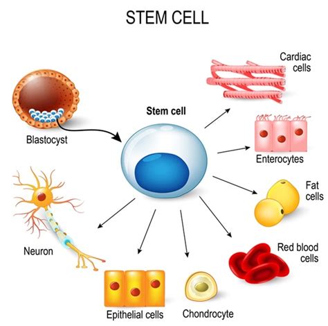 Differences Between Stem Cells and Somatic Cells