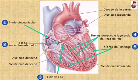 Fisiopatologia Arritmias