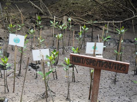 Bisa Hapus Jejak Emisi Karbon Di Bumi Hasil Pemantauan Mangrove