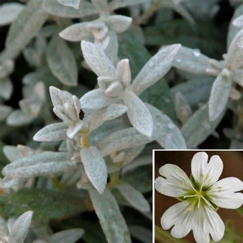 CERASTIUM tomentosum var columnae Corbeille d argent Céraiste