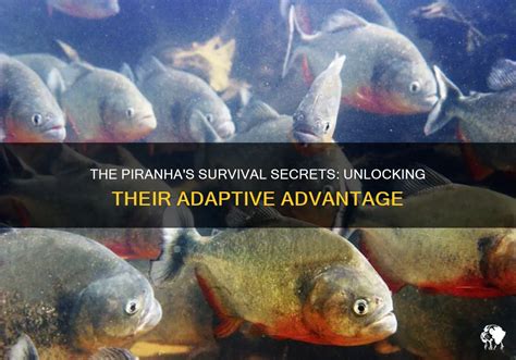 The Piranha's Survival Secrets: Unlocking Their Adaptive Advantage ...