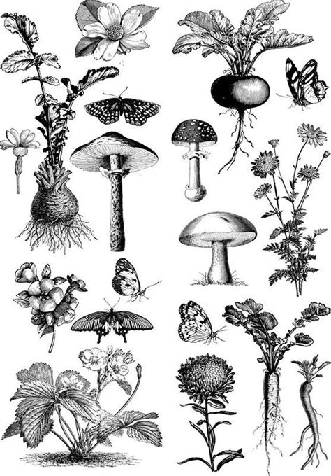 Pin By Barry Rubio On Tattoo Elements Mushroom Drawing Mushroom