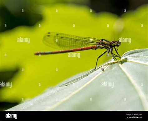 Large Red Damselfly Pyrrhosoma Nymphula Stock Photo Alamy