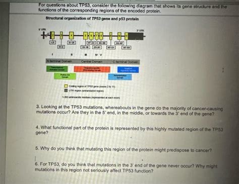 Solved For questions about TP53, consider the following | Chegg.com