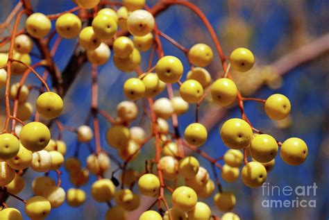 Yellow Berry Photograph by Ken Williams - Fine Art America