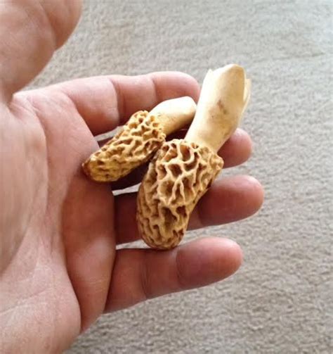 2 More Hand Carved Morels These Have Hollow Stems And Are Carved From