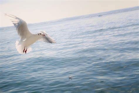 Free Images Sea Water Ocean Bird Wing Wave Seabird Flying