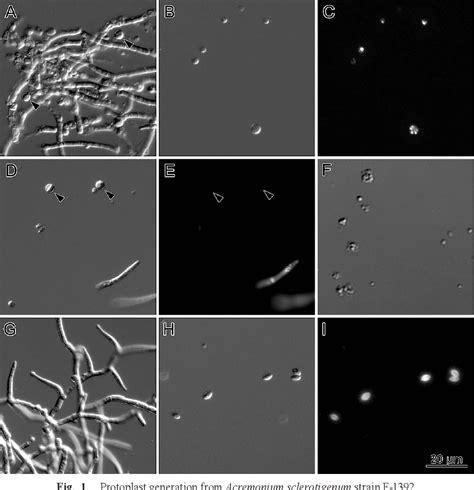 Figure 1 From Protoplast Generation From The Ascofuranone Producing