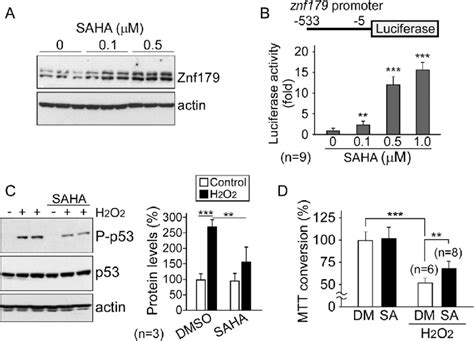 Saha Upregulates Znf Transcription And Protects Cells Against