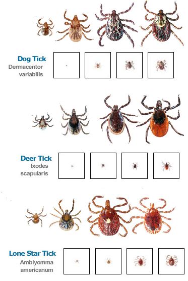 Wood Tick Identification Zenfopt