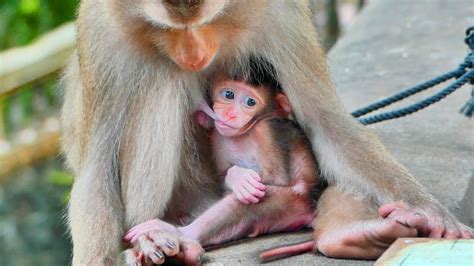 Baby Monkey SADO Drink Milk From Mom Delicious Look Good Mom Take