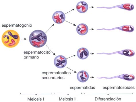 Ciclo De Vida De Los Espermatozoides Ciclo De Vida