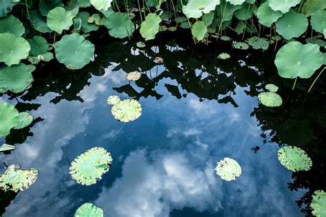 水面に映る空と蓮の葉の写真素材 ぱくたそ