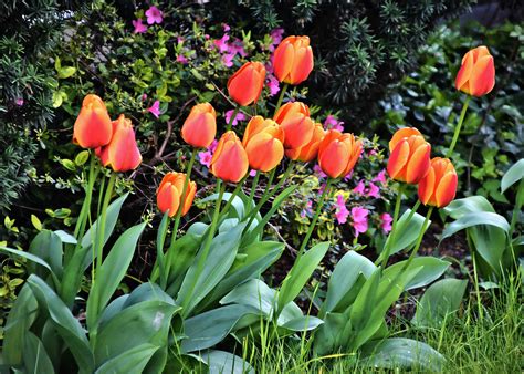 Comment planter des tulipes à l automne ou au printemps