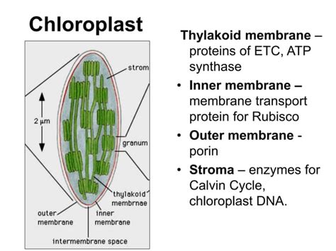 Tutorial 6 - mitochondria &chloroplast structute and functions.ppt ...