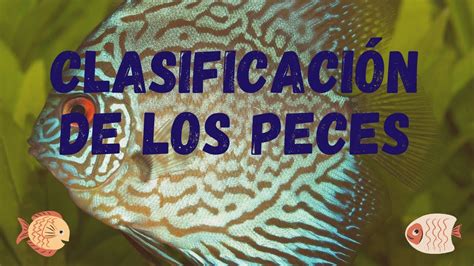 LOS PECES CLASIFICACIÓN Y CARACTERÍSTICAS YouTube