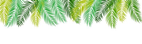 Beautifil Palm Tree Leaf Silhouette Background Vector Illustration ...