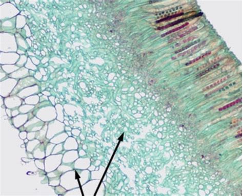 Fungi Quiz Lab Flashcards | Quizlet 