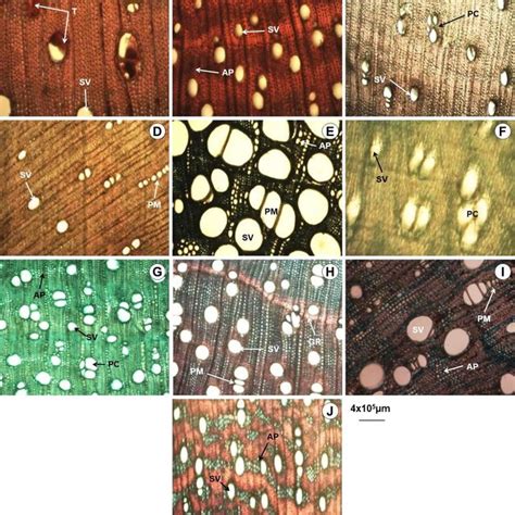 Quantitative Wood Anatomical Features Of Species Of Sapindaceae