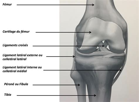 Anatomie Du Genou Clinique Ostéo Articulaire Des Cèdres Grenoble