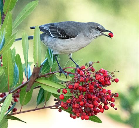 Northern Mockingbird — Santa Clara Valley Bird Alliance