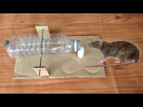 How To Make Homemade Humane Mouse Traps : 10 Homemade Mouse Traps To Get Rid Of Rodents 100 ...