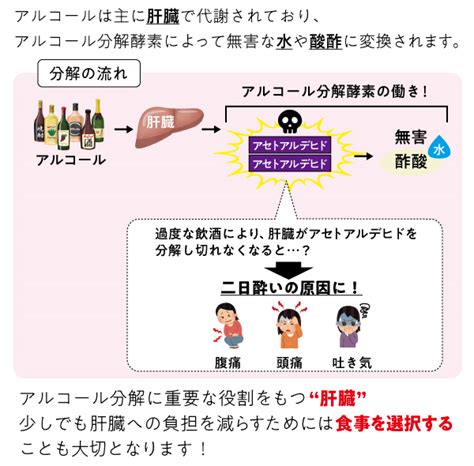 二日酔い防止のカギは〇〇にあり！