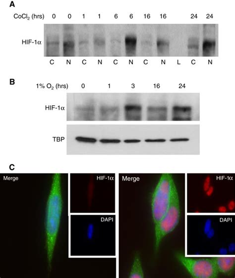 Hypoxia Induced Hif 1α Nuclear Translocation In Tg1 1 Cells Is