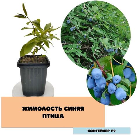 Жимолость Синяя птица - купить с доставкой по выгодным ценам в интернет ...