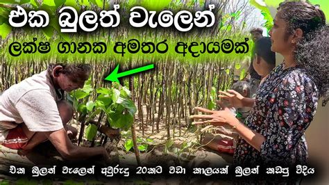 බුලත් වැලෙන් අවුරුදු 20කට වඩා කාලයක් ලක්‍ෂ ගානක අමතර අදායමක් Bulath Wagawa Betel Cultivation