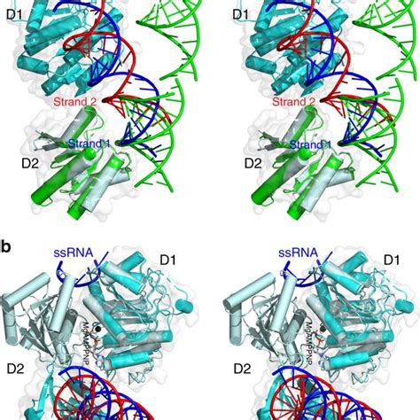 Unwinding Of Double Stranded Rna Dsrna By Dead Box Helicases A