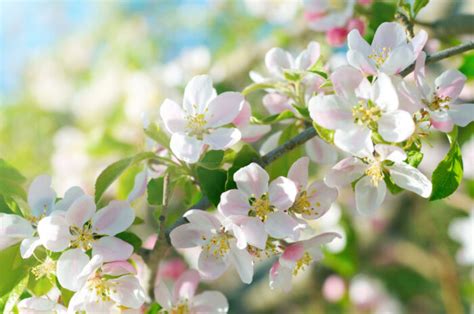 Apfelbaum Blüte vor Blattaustrieb