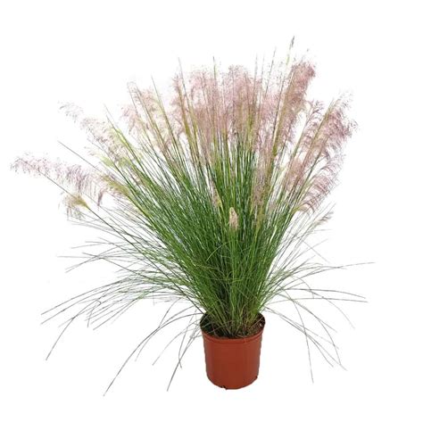 Muhly Grass 3 Gallon Tropical Plants Of Florida