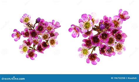 Pink Chamelaucium Flowers In A Square Flat Arrangement Isolated On