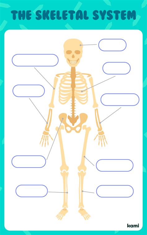 Skeleton Label Worksheets Library