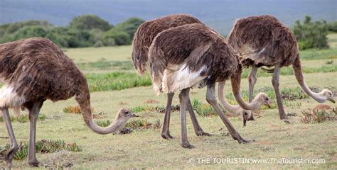 THE TOURISTIN: UNESCO Heritage listed De Hoop Nature Reserve - Guide for First Time Visitors