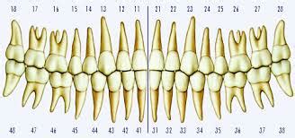 anatomia dental