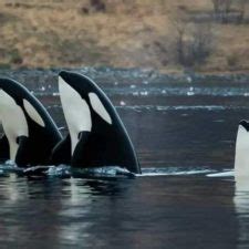 Le chant des orques décrypté par un océanographe