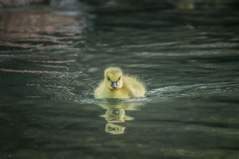 Baby Duck Photos, Download The BEST Free Baby Duck Stock Photos & HD Images