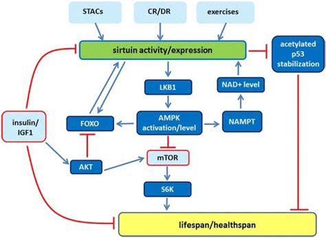 Multiple Metabolic Pathways Influenced By Sirtuin That Leads To Healthy