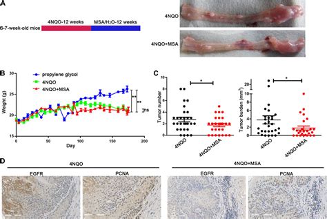 Frontiers EGFR IL 6 Signaling Axis Mediated The Inhibitory Effect Of