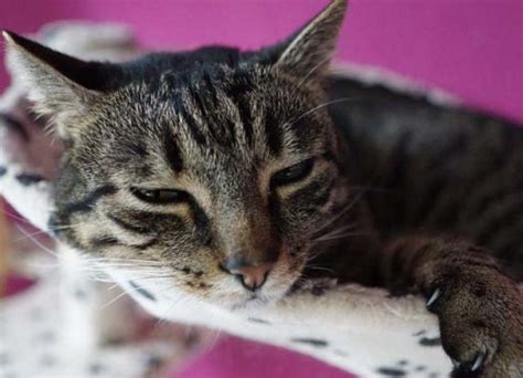 14 Most Common Traumatized Cat Symptoms And Tips