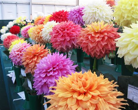 Exhibits Of Giant Decorative Dahlias Nds Show Rhs Wisley 2021 David