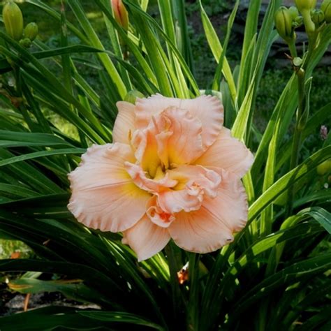 Beautify Daylily Bulbs For Planting Daylily Plants Live Long Flowering