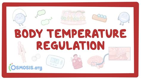 Body Temperature Regulation Thermoregulation Video Osmosis